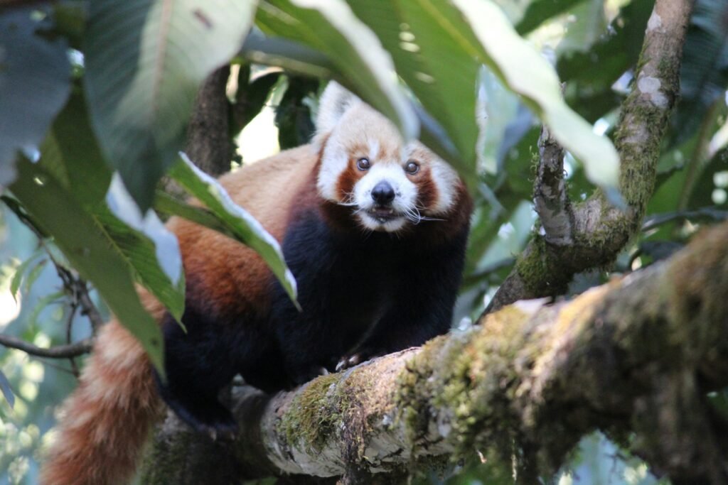 red panda darjeeling zoo